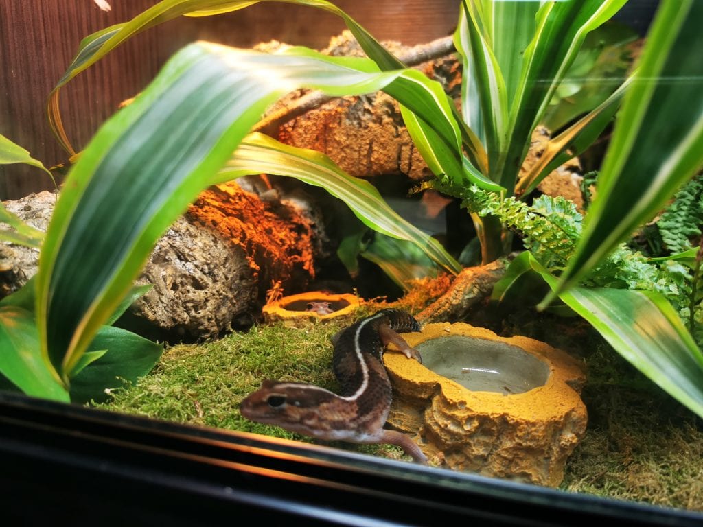 African Fat Tailed Gecko exploring its Bioactive Setup