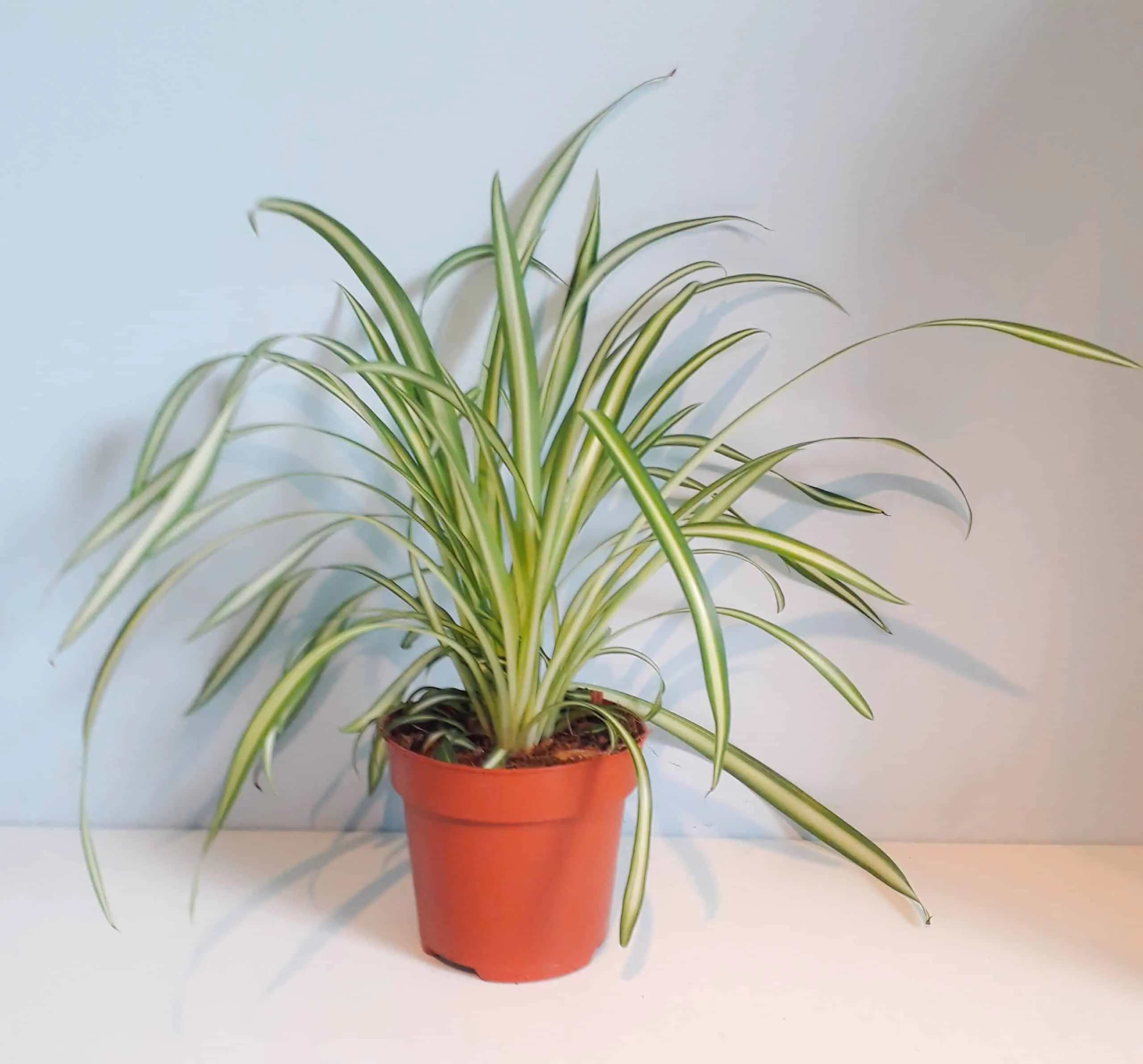 Chlorophytum-atlantic-scaled