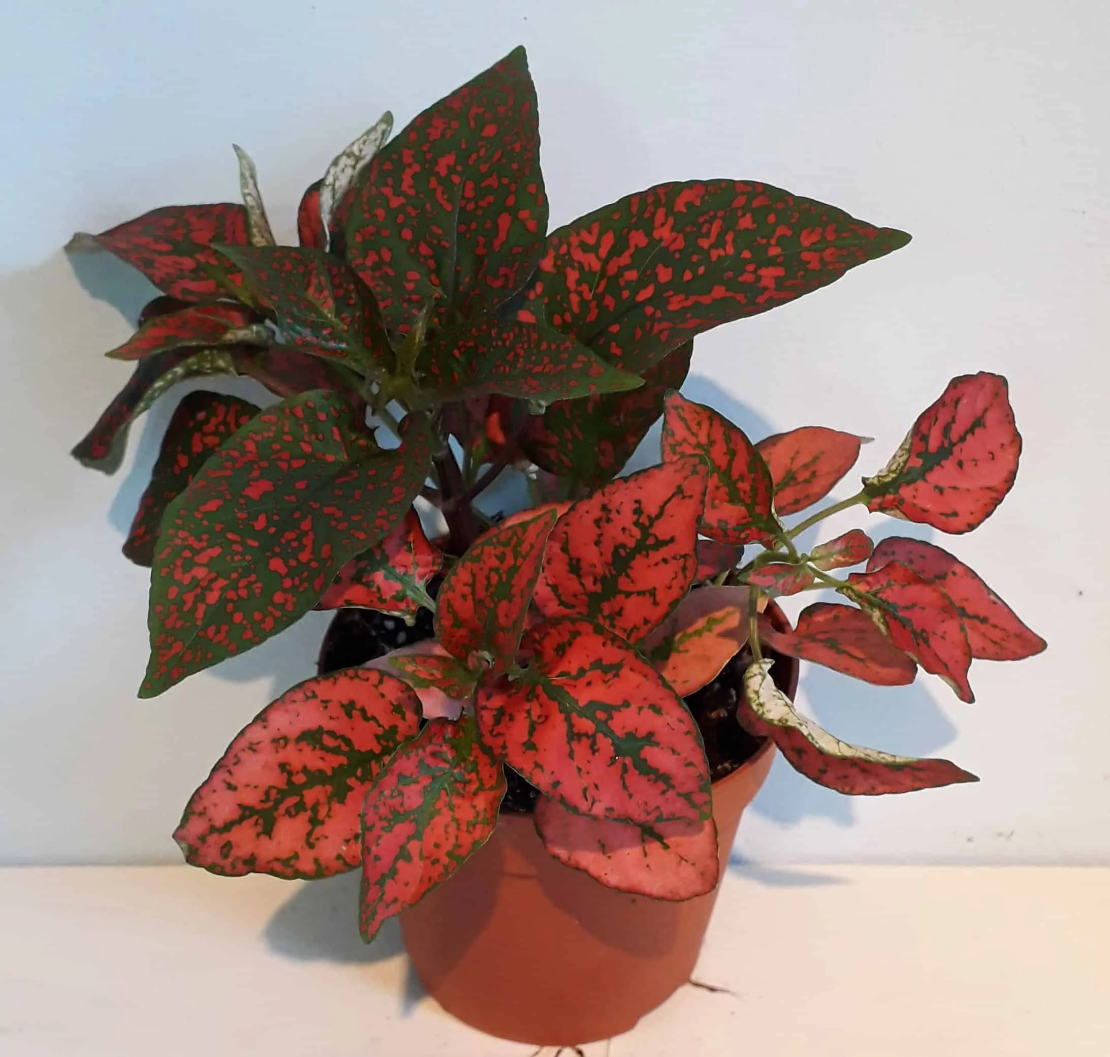 Hypoestes-Red