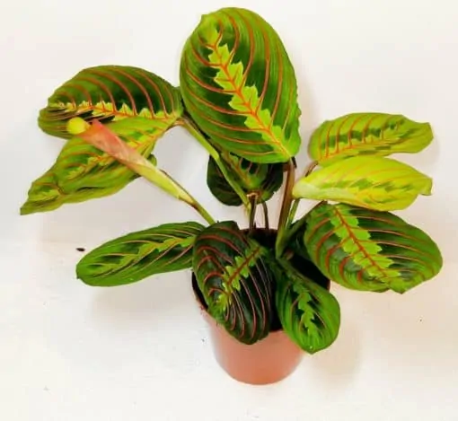 Maranta_Fascinator