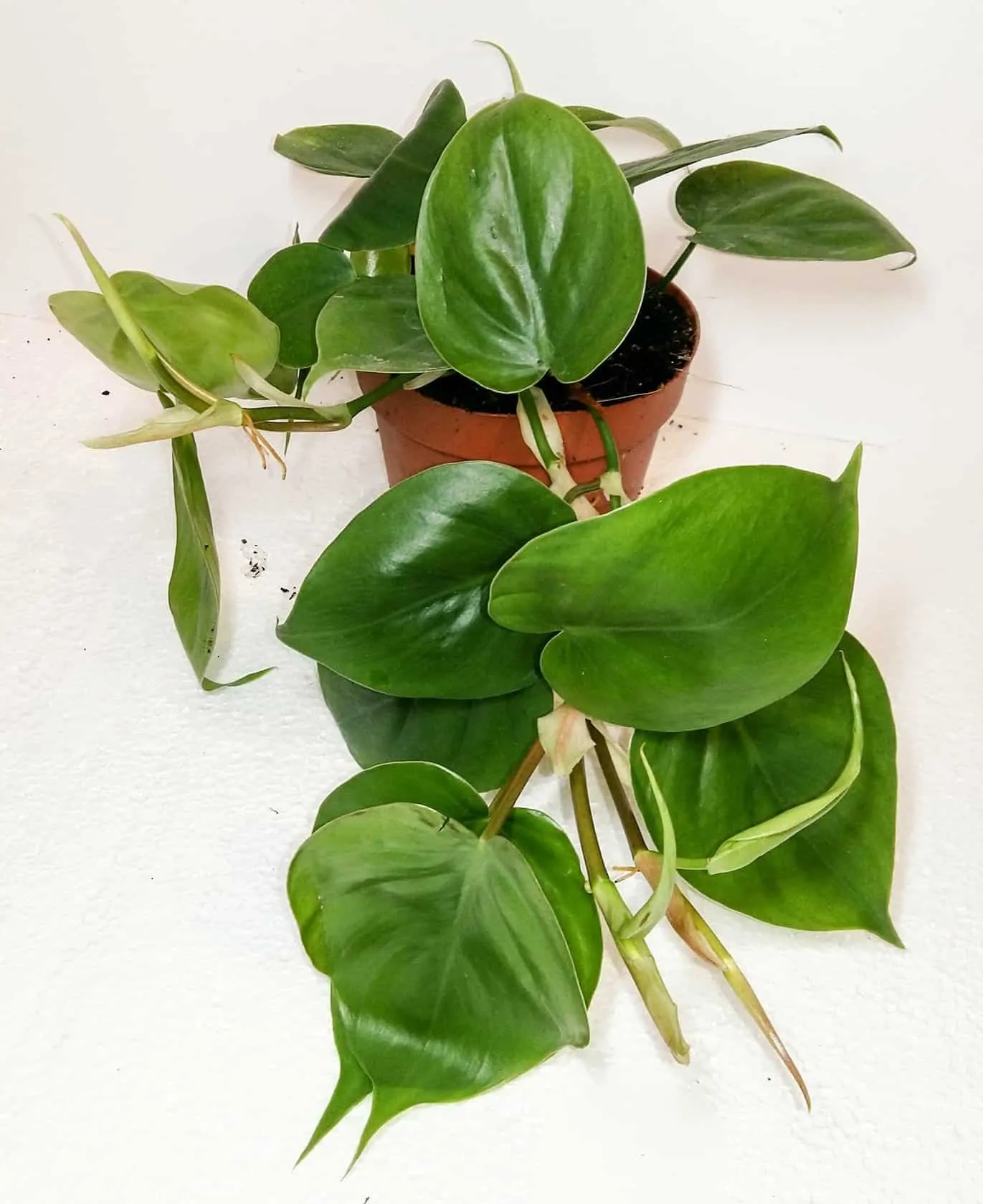 Philodenderon-Scandens