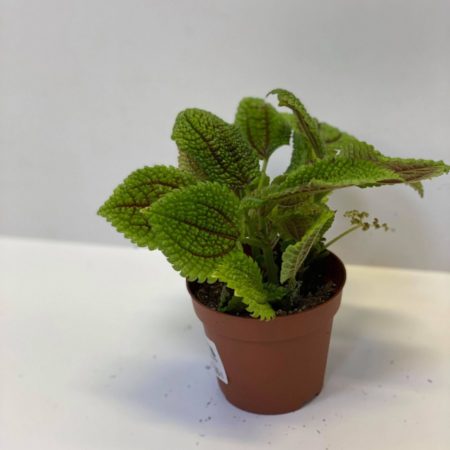 Pilea mollis