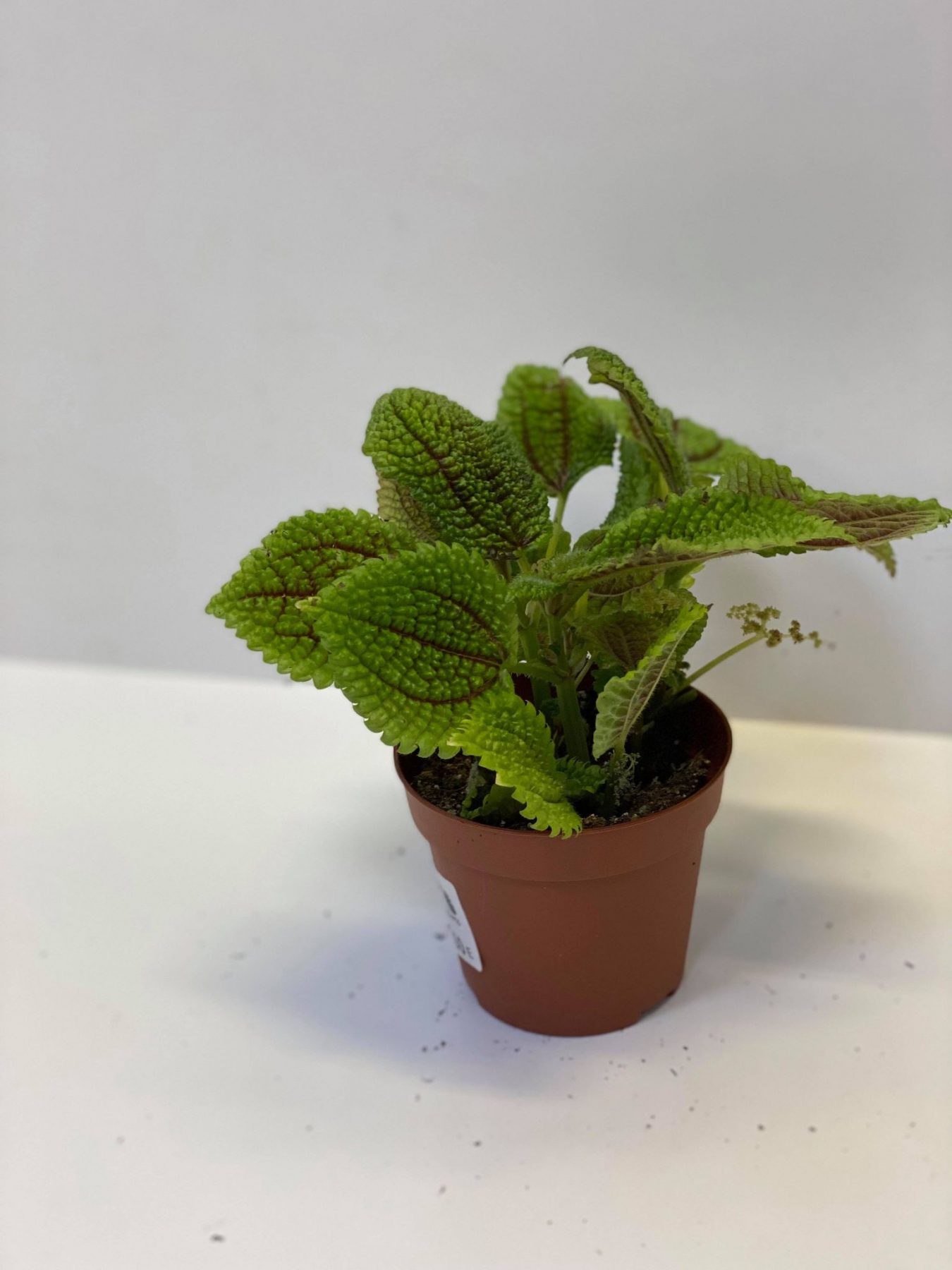 pilea mollis Pilea mollis