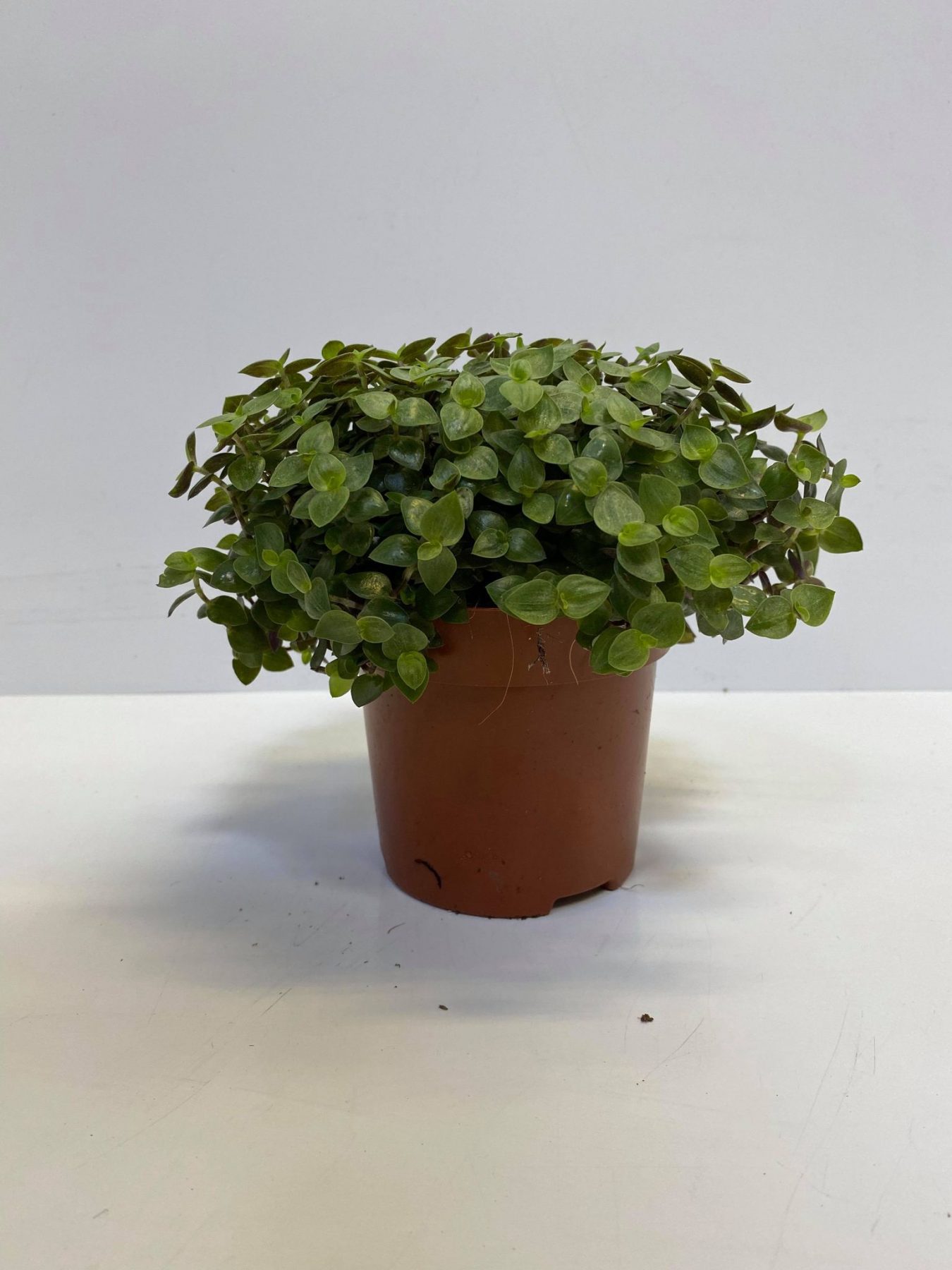 repens large Callisia repens