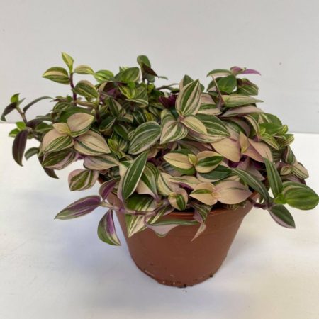 Tradescantia tricolor