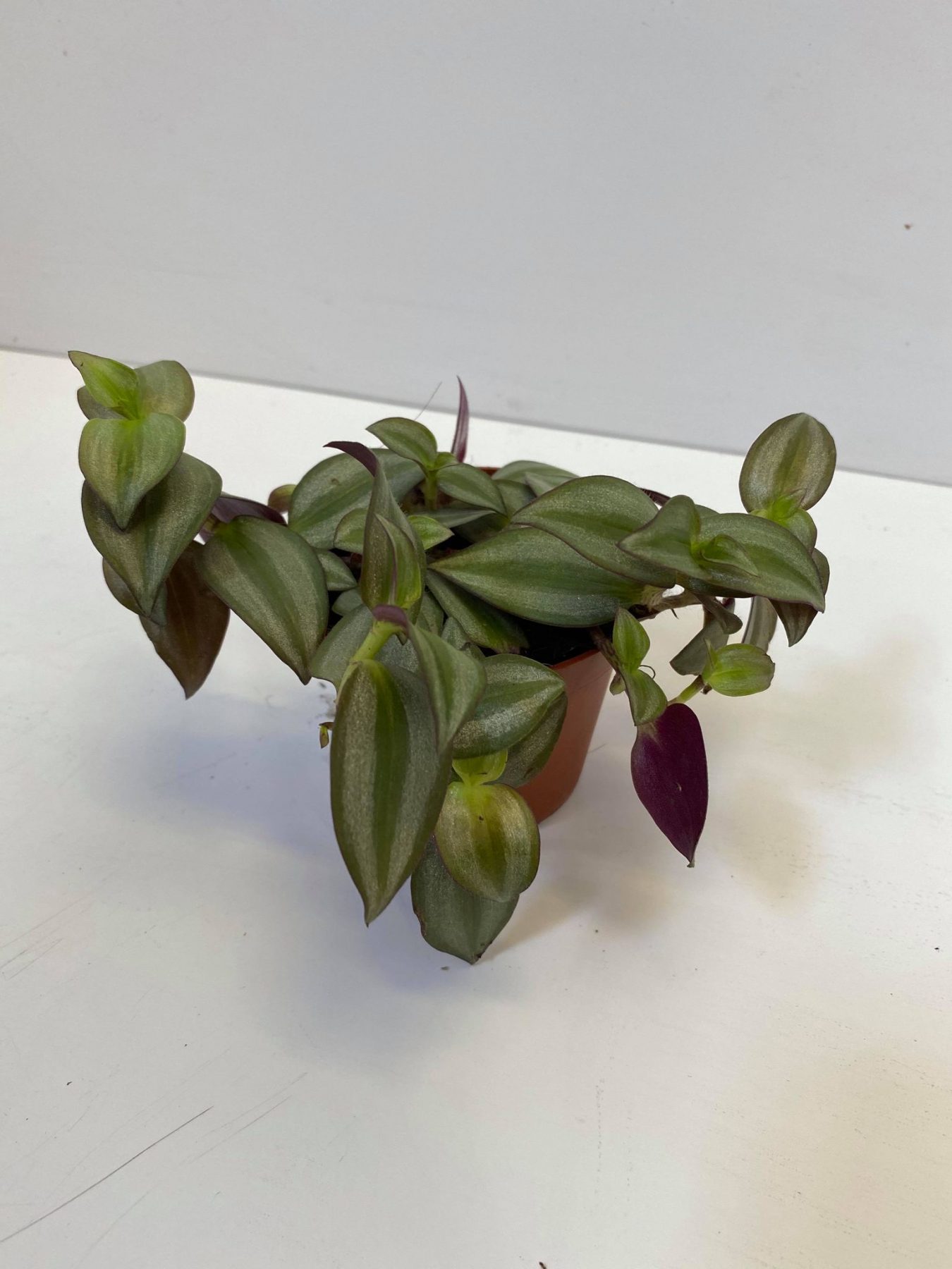 zebra s tradescantia zebra