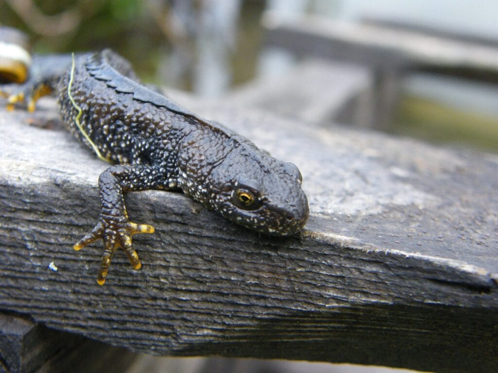 Great-crested-newt