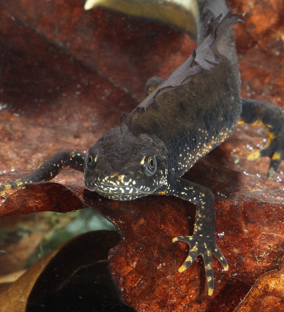 Great-crested-newt