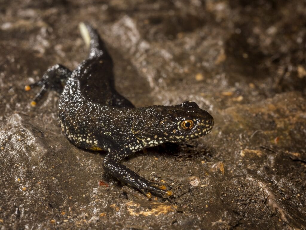 crested-newt