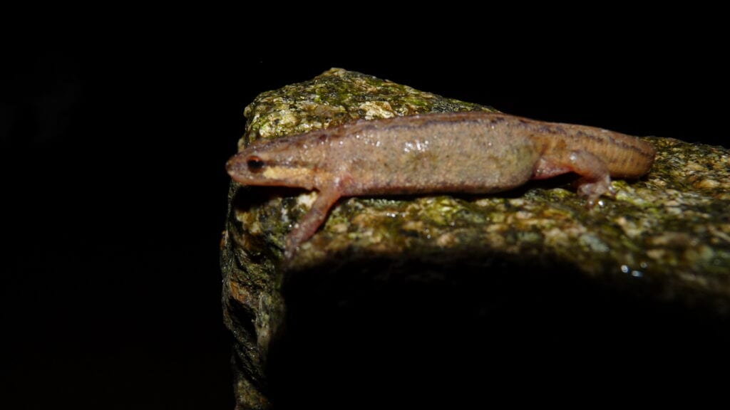 Wildlife conservation charity