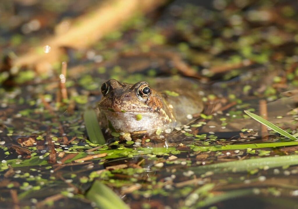 frog out of water
