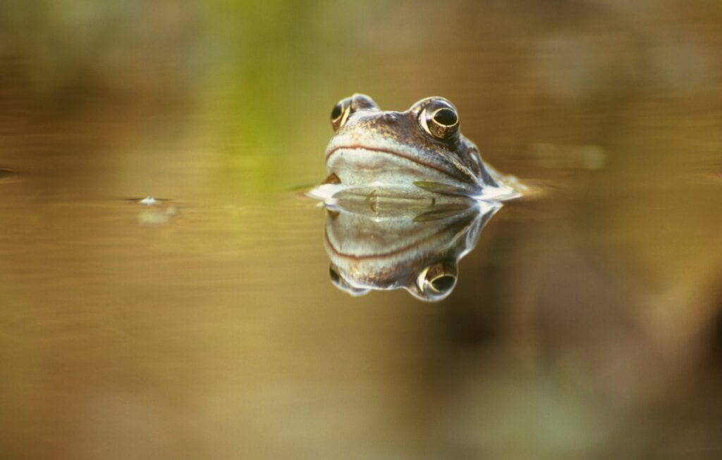 frog out of water