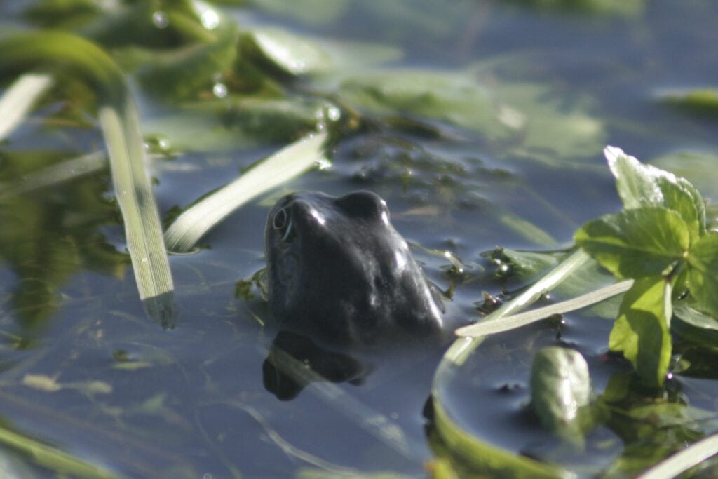 frog out of water