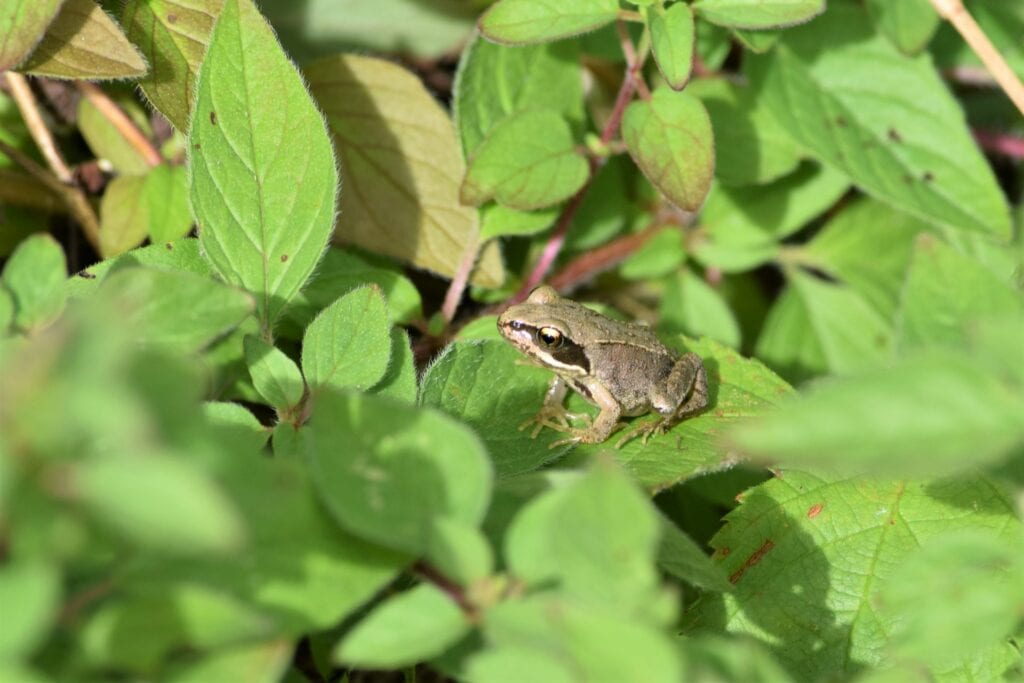 frog on leaf