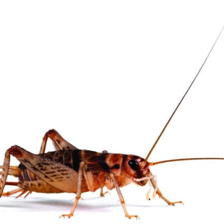 Crickets