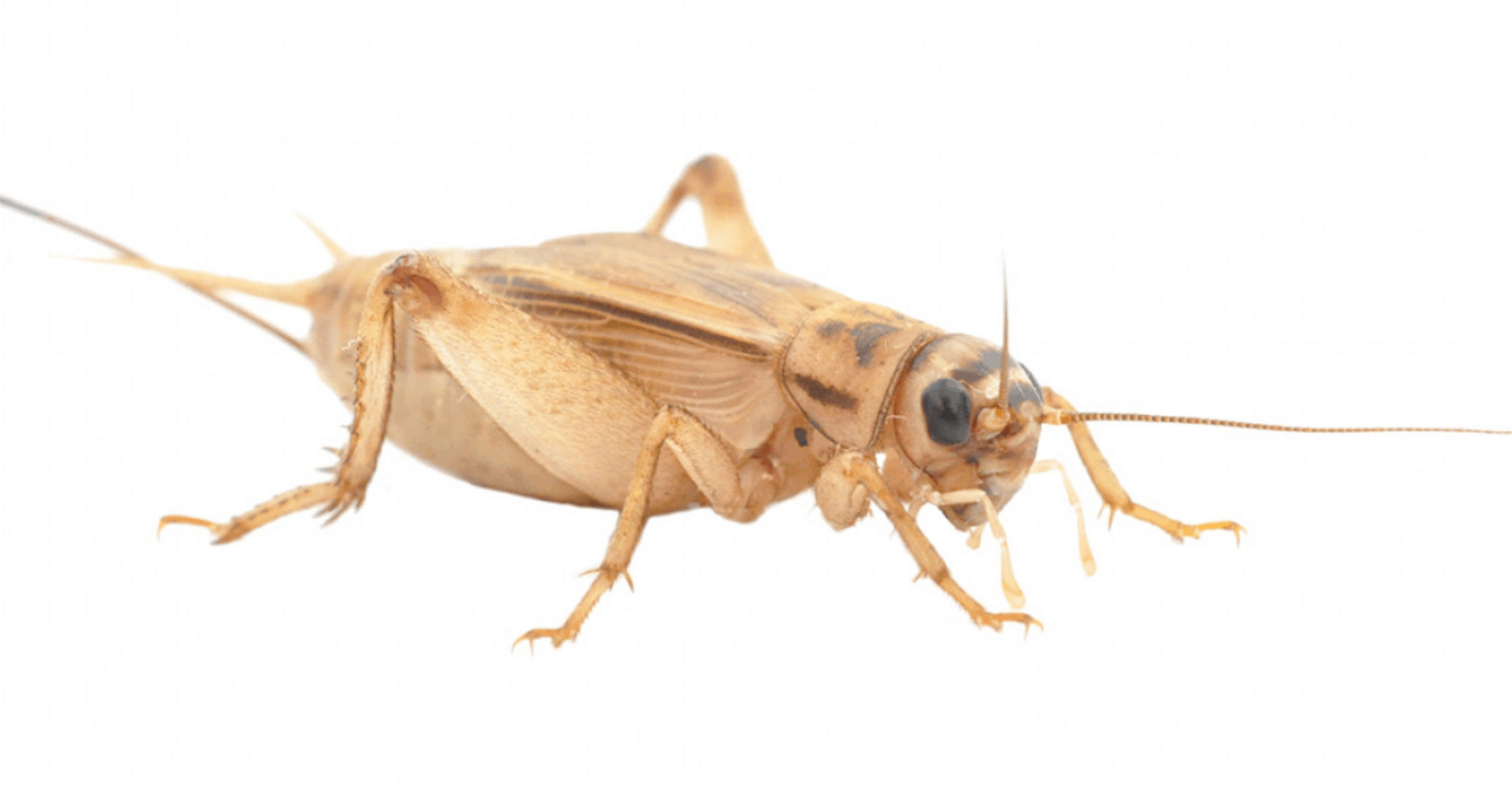 Brown-Cricket.png