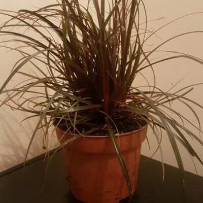 Succulents and Grasses