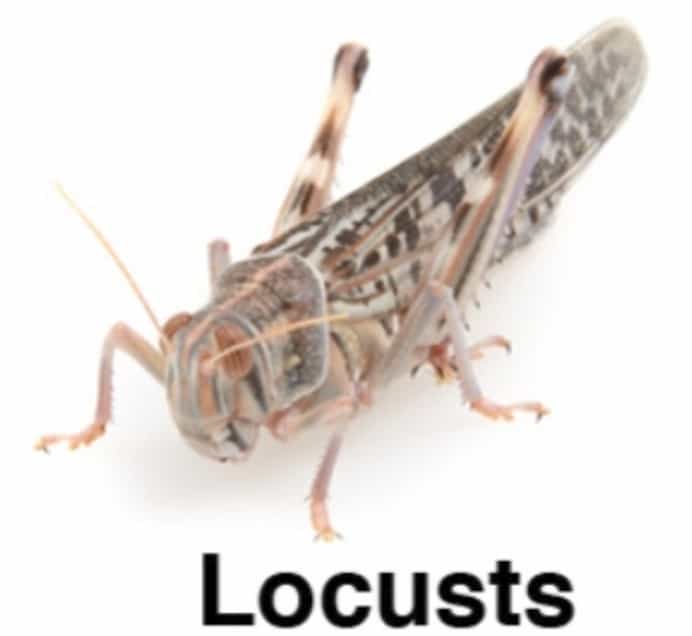 Locusts.jpg