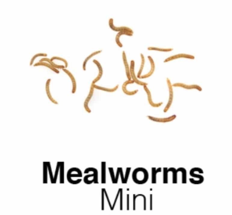 Mini-Mealworm.jpg
