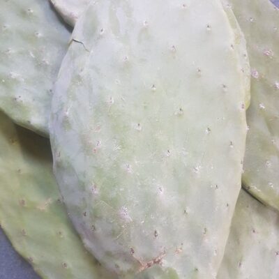 Opuntia