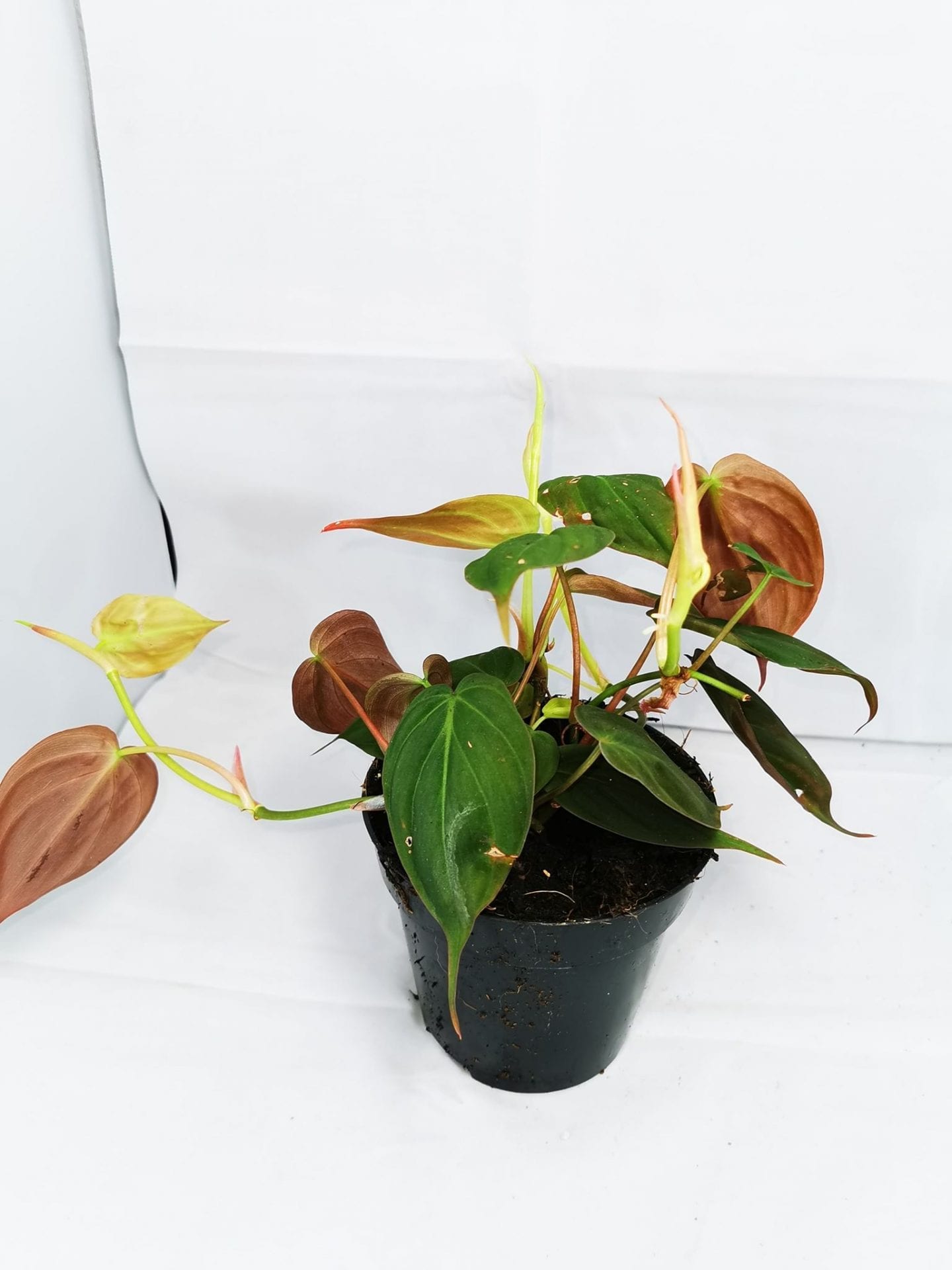 Philodendron-micans-scaled-1.jpg