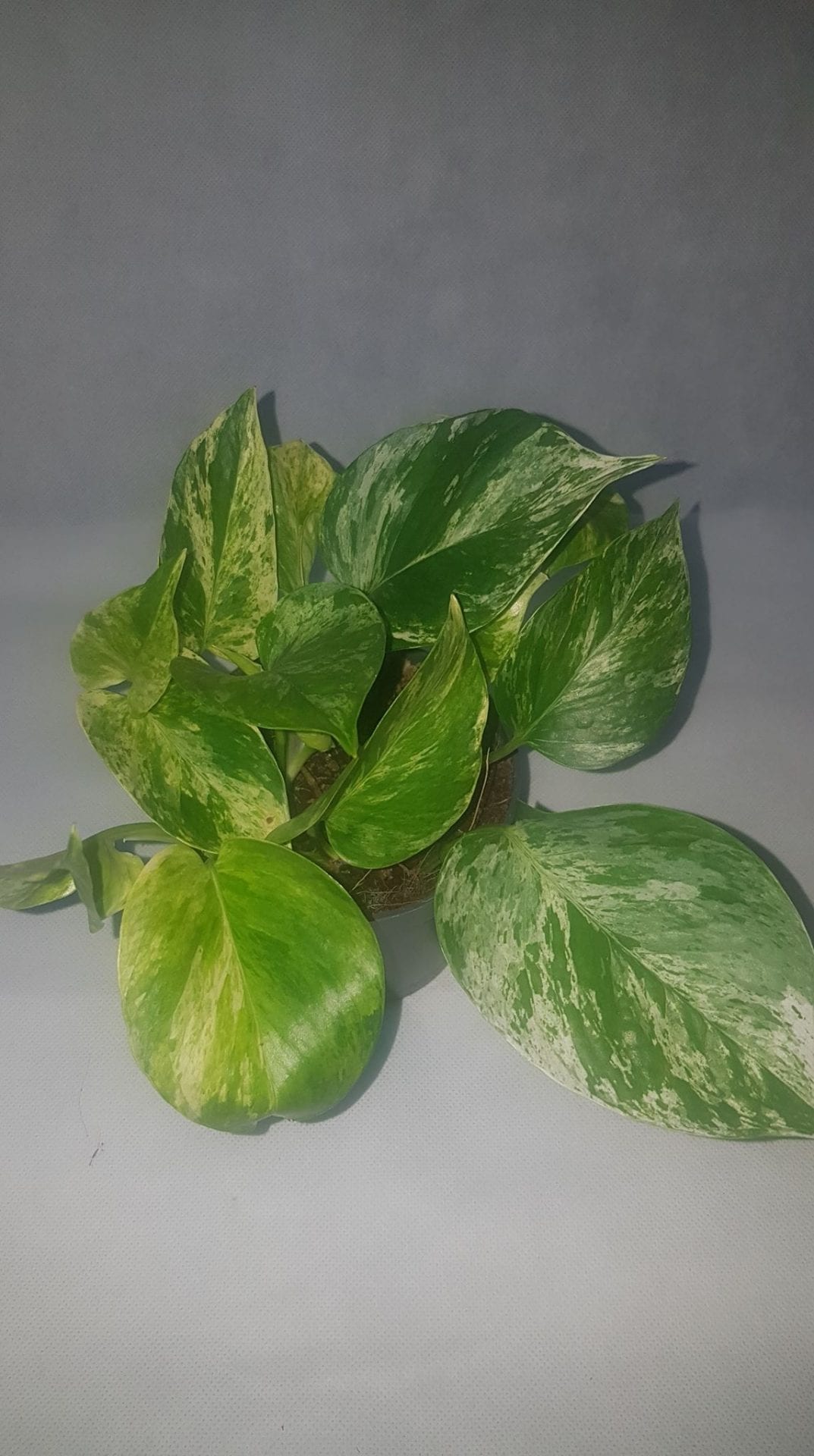 Pothos-Marble-Queen.jpg