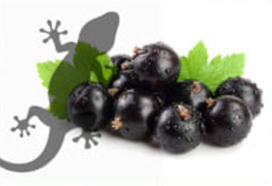 Reptile-Supplies-Blackcurrant-Bliss-Gecko-Diet.png