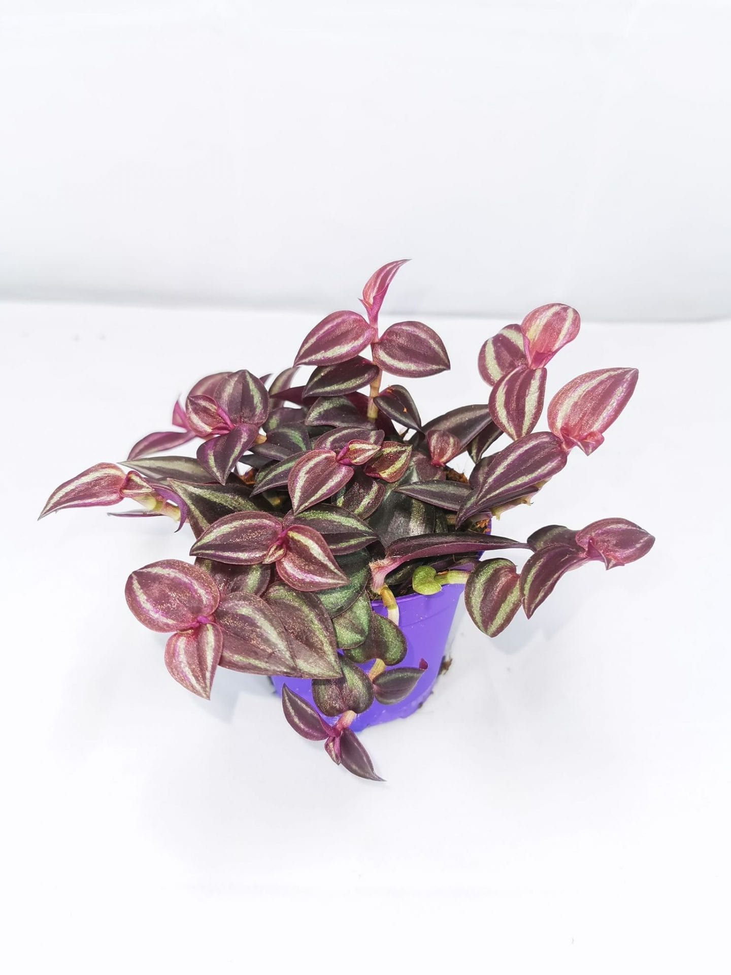Tradescantia-purpusii-small-scaled-1.jpg
