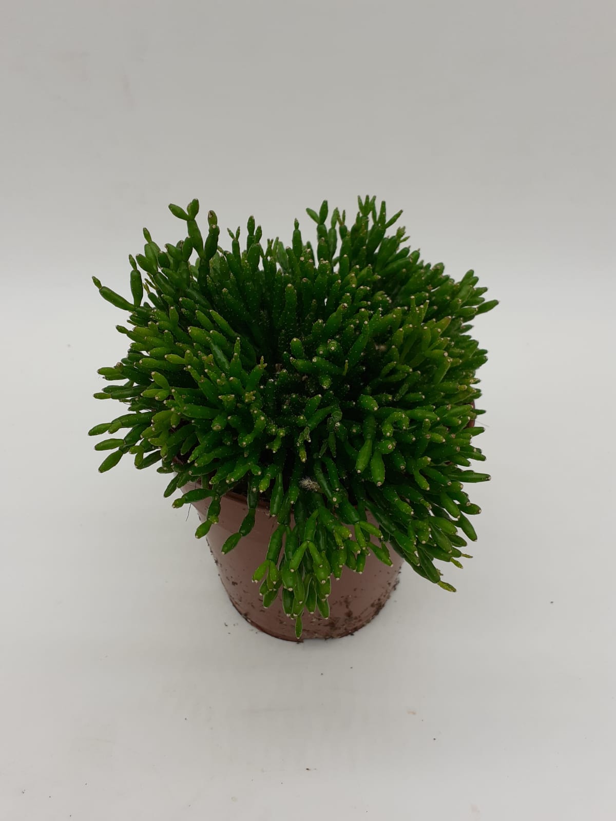 WhatsApp Image 2022-10-26 at 13.41.28