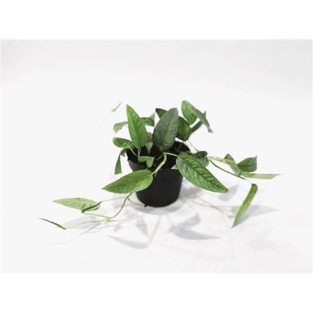 Epipremnum pinnatum 'Cebu Blue'