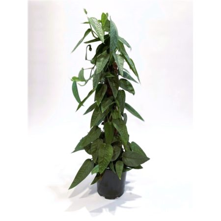 Epipremnum pinnatum 'Cebu Blue' Mosspole