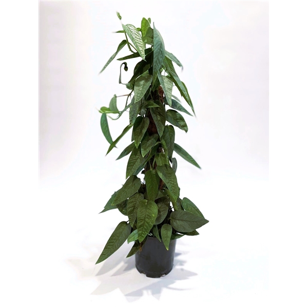 Epipremnum Cebu Bleu 60cm Epipremnum pinnatum 'Cebu Blue' Mosspole