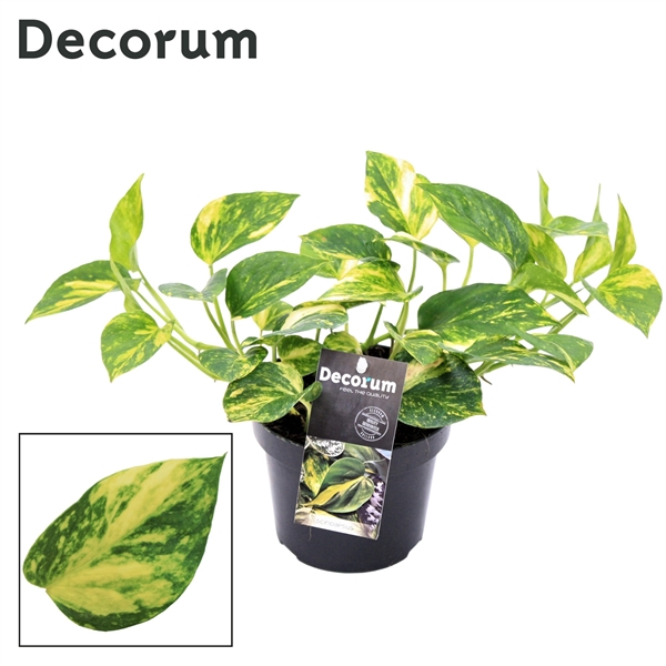 Epipremnum N'Joy Gold Epipremnum N'Joy Gold