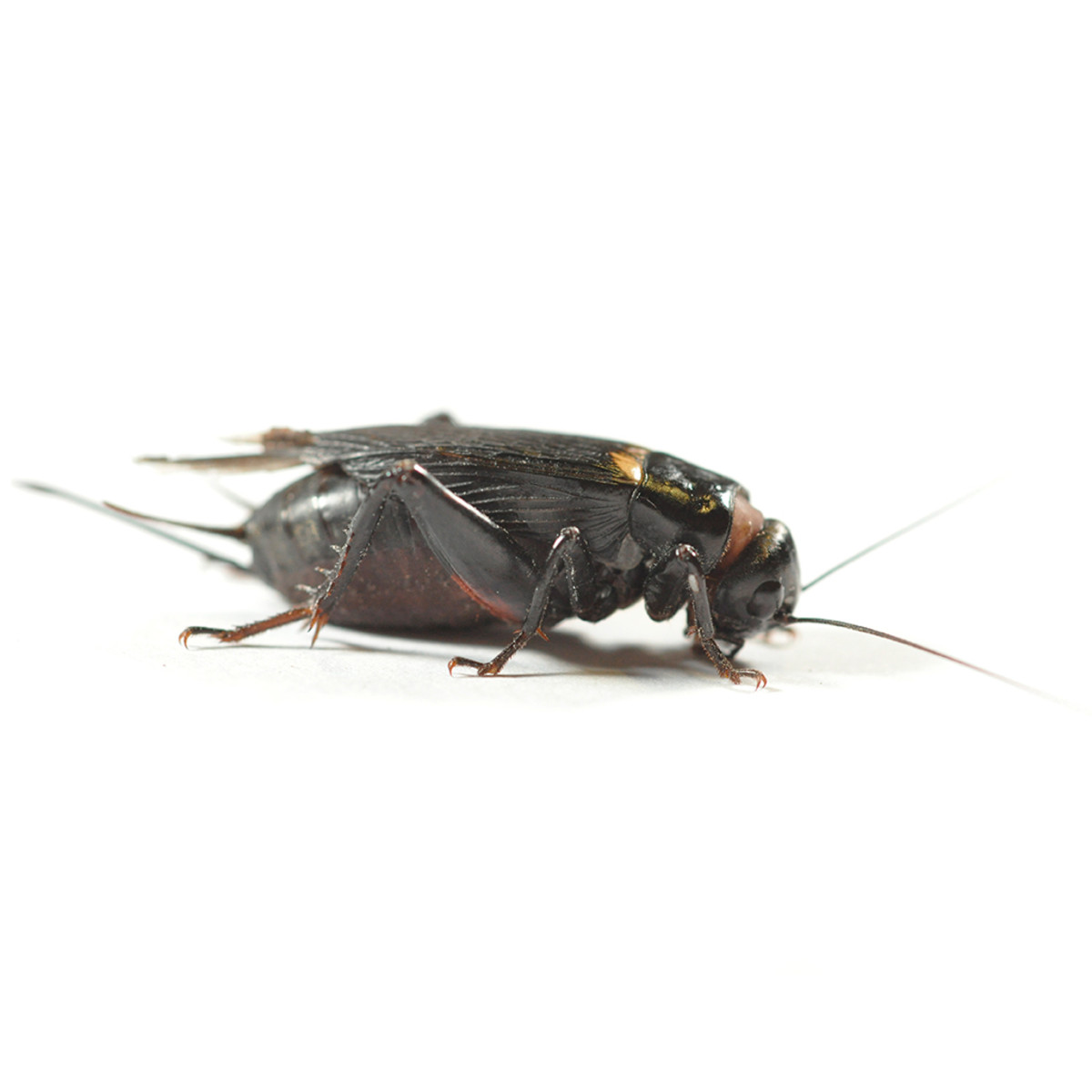 Black-Crickets.jpg