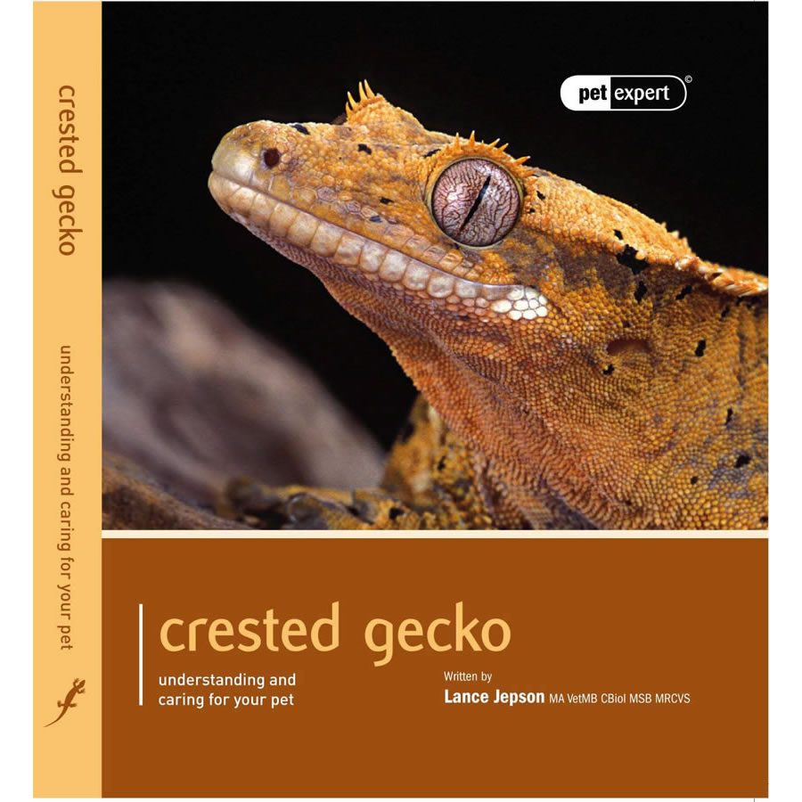 Pet-Expert-Crested-Gecko.jpg