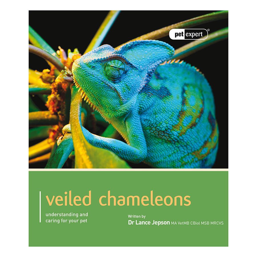 Pet-Expert-Veiled-Chameleons.jpg
