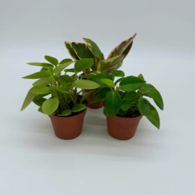 Peperomia