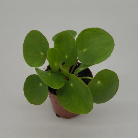Pilea Peperomoides