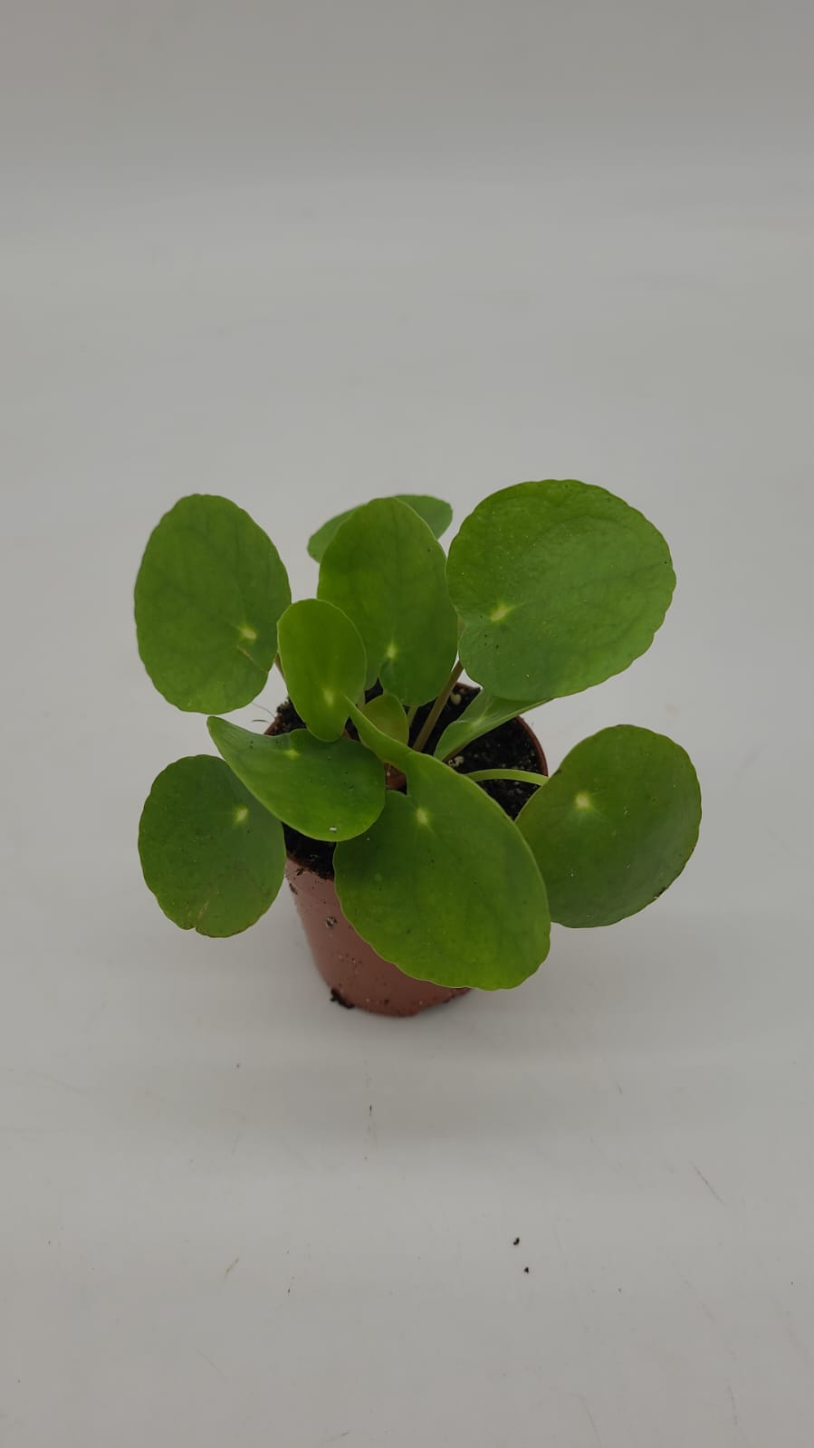 Pilea Peperomoides Pilea Peperomoides