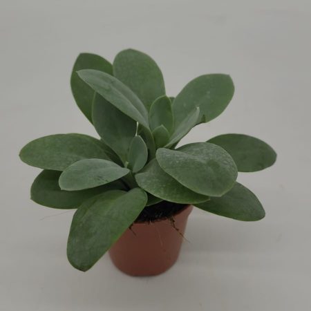 Senecio Mountain Fire