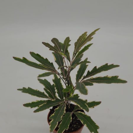 Schefflera Bianca