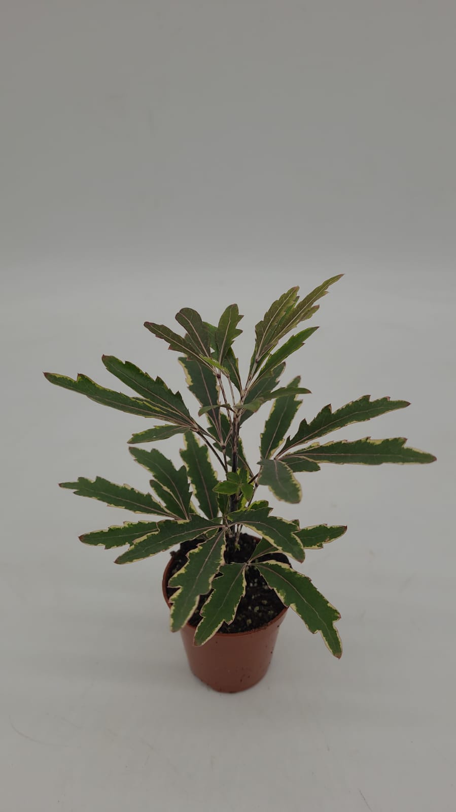 WhatsApp Image 2023-02-20 at 13.42.24 Schefflera Bianca