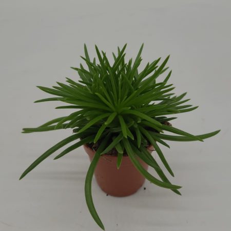 Senecio archeri himalaya